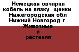 Немецкая овчарка кобель на вязку, щенки. - Нижегородская обл., Нижний Новгород г. Животные и растения » Собаки   